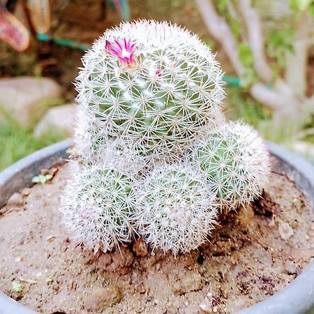 Hermoso بالومينو المظهر الخارجي الصورة