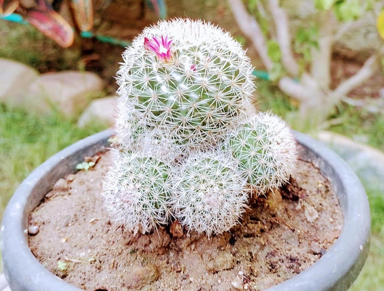 Hermoso بالومينو المظهر الخارجي الصورة